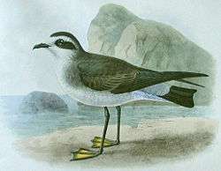 Lithographic illustration of a white-faced storm petrel standing