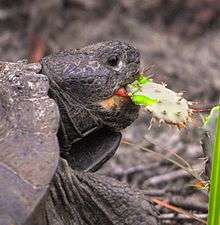 Tortoise feeding on a cactus