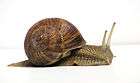 snail in shell facing right