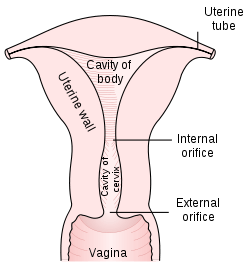 Diagram of the uterus and part of the vagina.