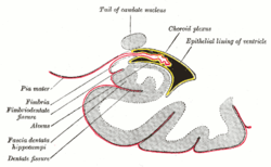 Choroid plexus.