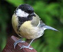  duller-plumaged great tit with weak breast and belly stripe