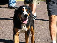 This photograph shows the coloration of a Greater Swiss Mountain Dog.