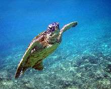 Turtle swimming toward surface