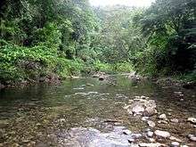 A river running through lowland forest in the Solomon Islands