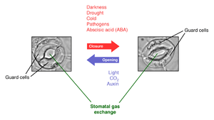 diagram of signals affecting stomatal aperture