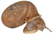 Photo of an oblique frontal/right side view of a live Gudeodiscus giardi on a white background.