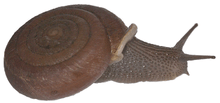 Photo of a right side view of a live Halongella schlumbergeri on a white background.