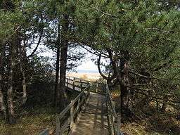 wooden walkway through trees
