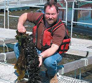Photo of man in front of  a railing, squatting on a metal grate above water holding cluster of hundreds of mussels. Behind the railing is a circular pond several 10s of feet in diameter.