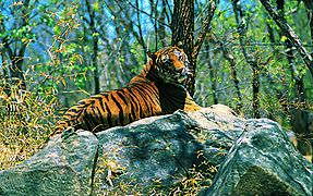Tiger from Wayanad area