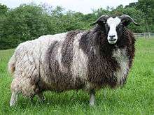 Photograph of a Jacob ewe in full fleece