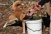 An orange dog chews on a meat-covered animal bone being offered by a human