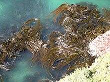 Photo of seaweed with the tip floating at the surface