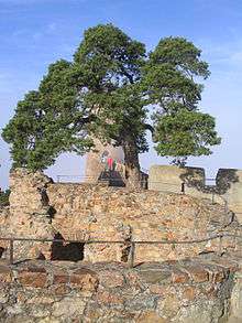 Large tree growing out of the castle wall
