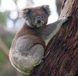 A koala holding onto a eucalyptus tree with its head turned so both eyes are visible