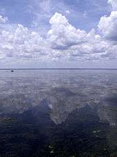 A vast body of water, flat and calm, with a distant horizon and massive clouds overhead that are reflected in the water. In the foreground are aquatic grasses and plants.