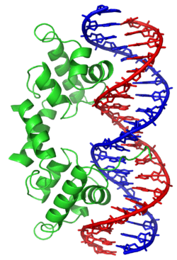 Ribbon diagram of the lambda repressor dimer bound to DNA.