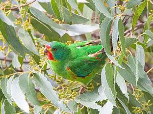 Swift parrot perched in eucalypt foliage