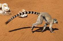 A ring-tailed lemur runs on the ground. Its long tail trails behind it, demonstrating its length relative to the body.