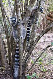 Two ring-tailed lemurs in their natural habitat, clinging vertically to two small trees close to the ground