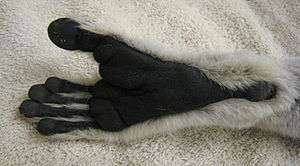 Close-up of a ring-tailed lemur's foot, showing black skin and a lack of fur on the heel