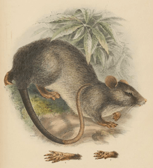 Trefoil-toothed giant rat by Adolph Bernhard Meyer
