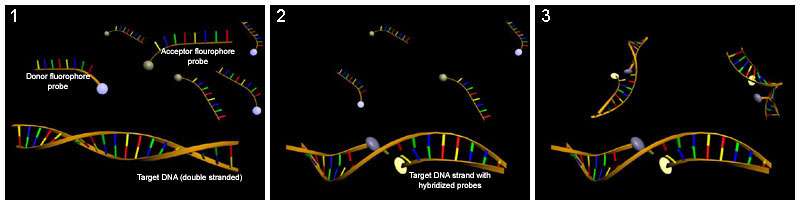 DNA showing a hybridization probe