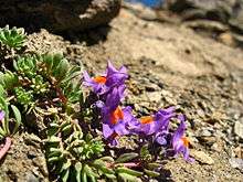 flowers of alpine toadflax on rocky ground