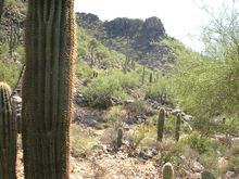 Photo shows a saguaro cactus in the foreground with desert vegetation and rugged terrain in the background.