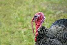 Living turkey.jpg