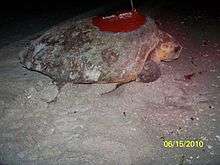 A loggerhead sea turtle is resting on the beach, with an antenna attached to its back.