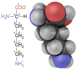 Lysine contains six carbon atoms. The central carbon atom connected to the amino and carboxyl groups is labeled alpha. The four carbon atoms in its linear side-chain are labeled from beta (closest to the central carbon), gamma, delta, through to the epsilon carbon at the end of the chain and furthest from the central carbon.