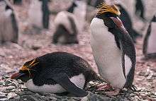 Two macaroni penguins – one standing, one lying on belly