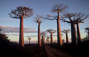 Tall baobab trees on the edge of a sand track at sunset