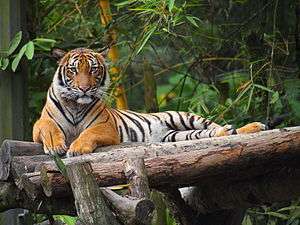 Tiger resting on an artificial log platform