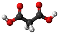 Ball-and-stick model of the malonic acid molecule