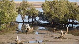 Mangroves on swampy shore
