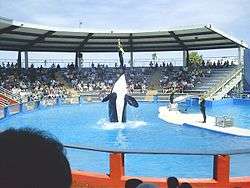 A killer whale rises vertically above the pool surface, except its tail, with a trainer standing on its nose.