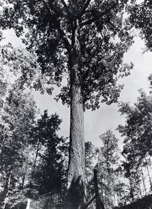 A black and white photograph of the Mingo Oak.