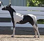 A black and white tobiano pony