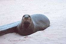 Photo of seal on the beach, looking directly at the photographer