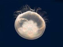 Translucent moon jelly on black blackground: The jelly contains a solid white mass extending through about two-thirds of its body