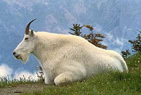 photograph of mountain goat