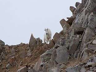 Mountain goats on rocky terrain