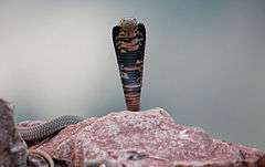 Mozambique spitting cobra (Naja mossambica).jpg