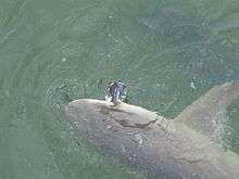 View from above of a sicklefin lemon shark hooked on a line, its head being pulled just above the water surface