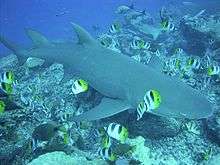 A sicklefin lemon shark over a coral reef, surrounded by smaller, colorful butterfly fish