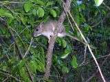A rat, brownish above and white below, sitting on a nearly vertical stem within dense vegetation.