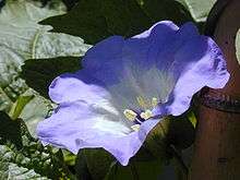 Nicandra physalodes flower